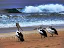 Pelicans by Steven Pike on In The Know Traveler
