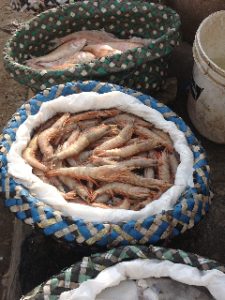 Egyptian agriculture offers food cycle